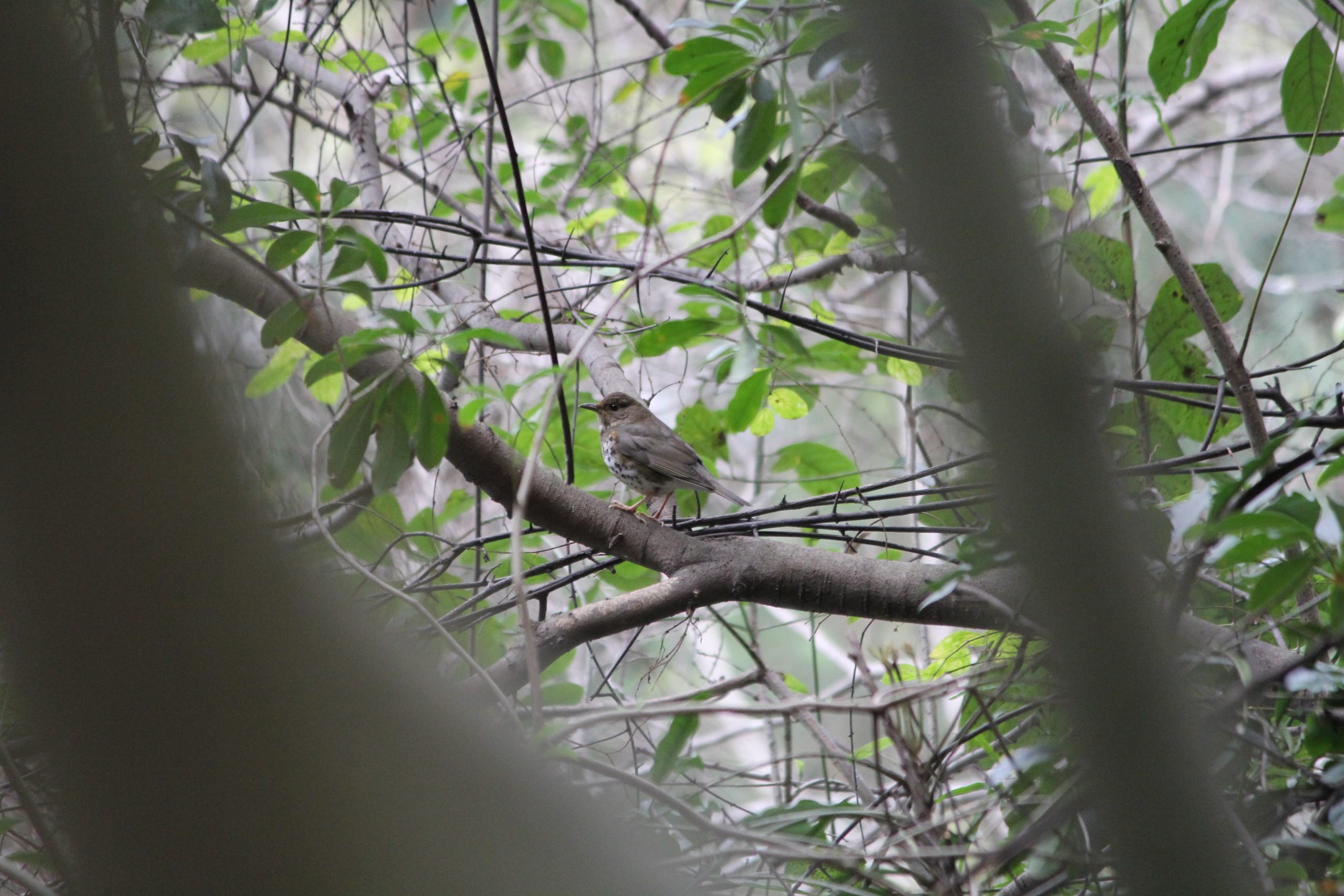 e072c089ca1b3d80dcc11158c183a96d