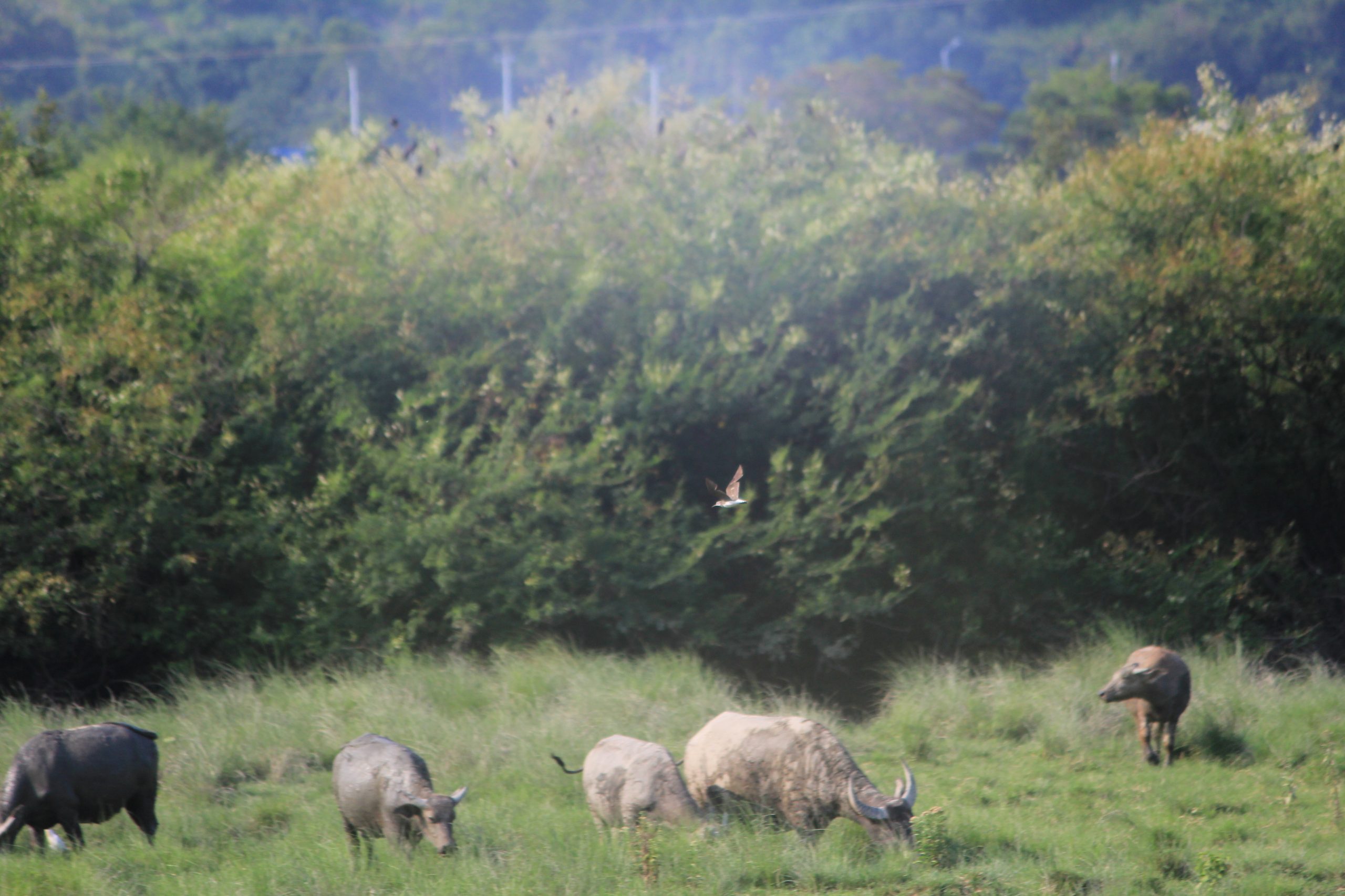 ef259cd5e6f0d2671fab91fceff107eb