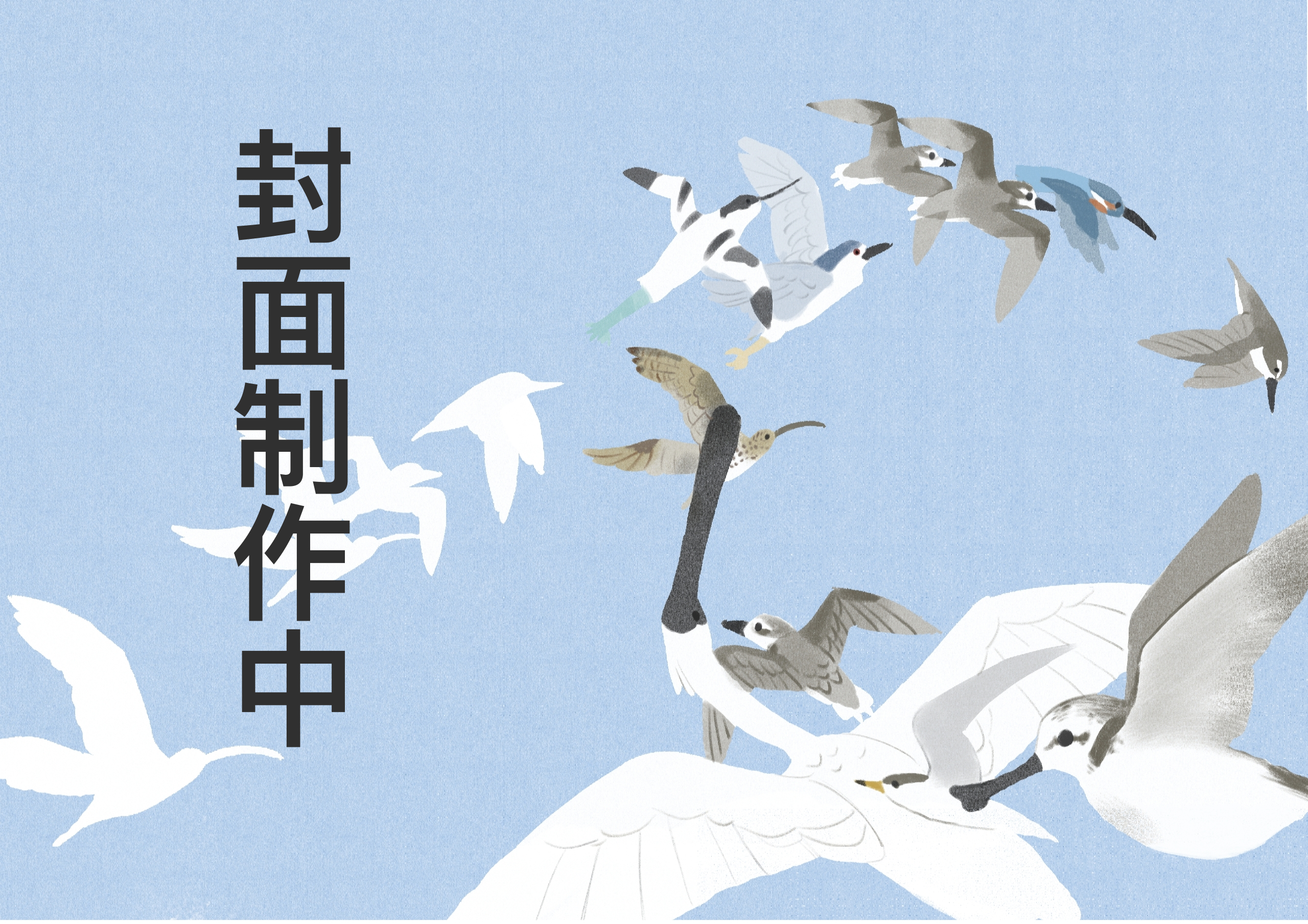 插画绘本《观鸟日常》试阅